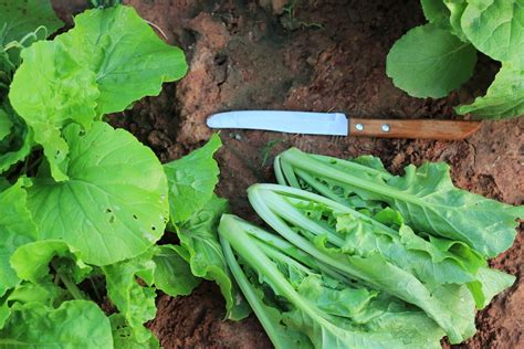 When To Harvest Lettuce Tips For Picking While Tasty