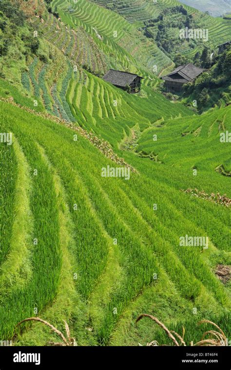 Longji Rice Terraces Guangxi Province China In Late Summer With