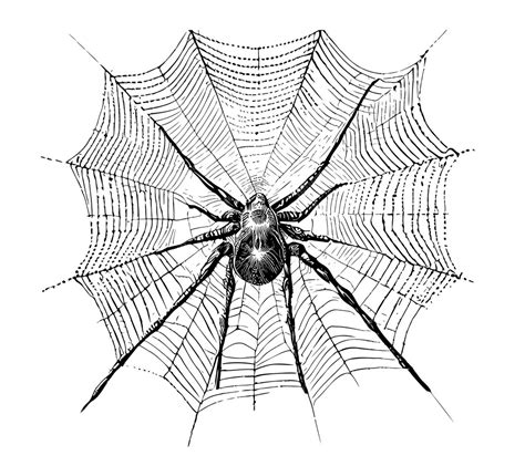 Premium Vector Abstract Spider On Web Hand Drawn Sketch Vector