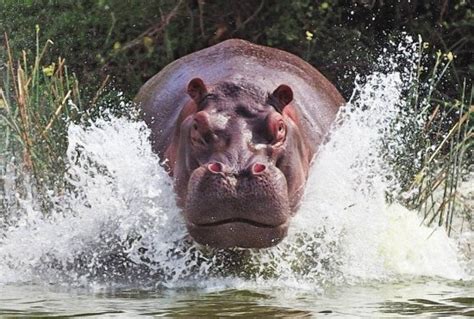 Información Sobre Los Hipopótamos Tamaño Y Hábitat