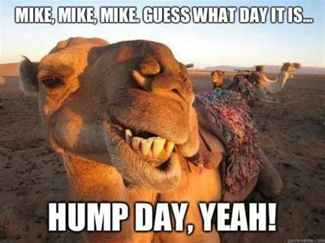 45 Hump Day Memes To Get You Through The Rest Of The Week Inspirationfeed