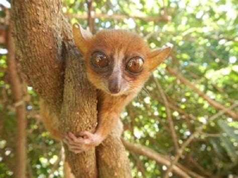 Dan Hending Behavioural Ecology Of The Sambirano Mouse Lemur