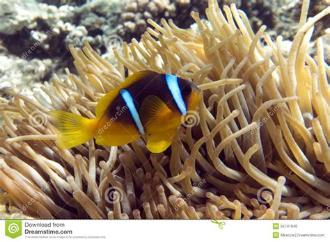 Anemone Fish Amphiprion Bicinctus With Small Baby In The Background