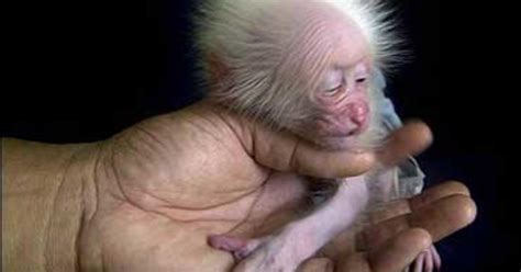 Imported Animals Pose Major Health Threat - CBS News