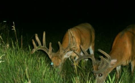 Deer Feeding Times For Monster Bucks Whitetail Habitat Solutions