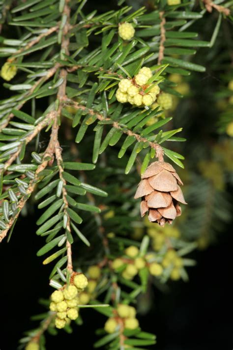 Adirondack Naturalist Eastern Hemlocks