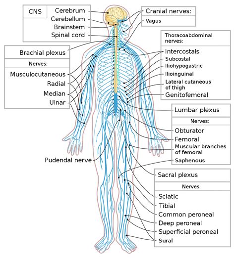 Filenervous System Diagram Ensvg Wikimedia Commons