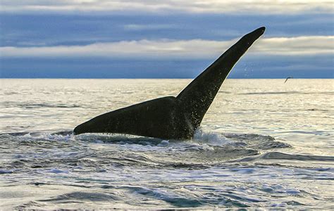 North Pacific Right Whale Research In Alaska Noaa Fisheries