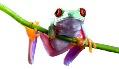 Frog Png Transparent Image Png Mart