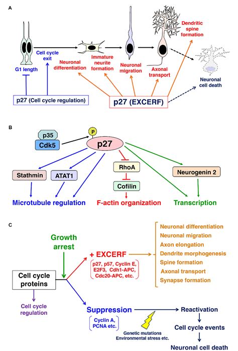 Figure From Growth Arrest Triggers Extra Cell Cycle Regulatory