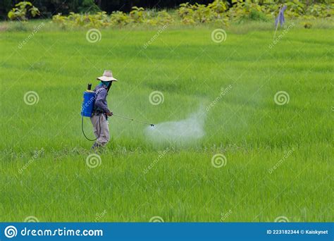 Farmer Spraying Pesticide In The Rice Field Protection Pest Stock Photo