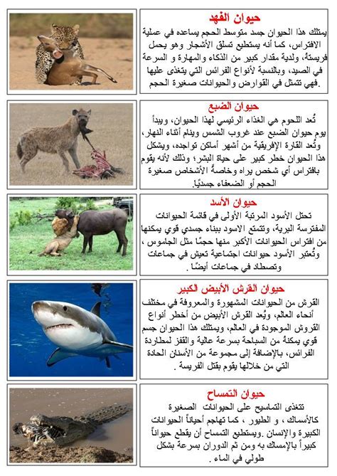 بحث عن الحيوانات المهددة بالانقراض وكيفية حمايتها بالعربي