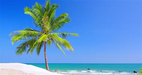 Amazing Tropical Beach Landscape With Palm Tree White