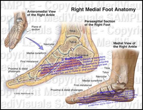 Anatomy Regions Of The Right Foot Photograph By Asklepios Medical Atlas