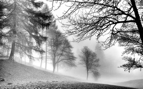 Nature Landscape Forest Frost Germany Dark Grass Trees Cold Winter Mist