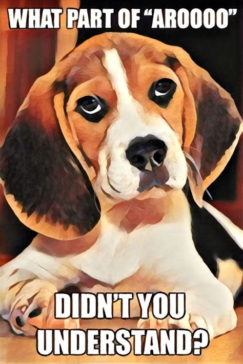 16 Beagle Memes That Will Keep You Laughing For Hours The Dogman