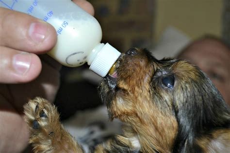 How To Bottle Feed Puppies A Step By Step Guide Puppy Feeding Guide