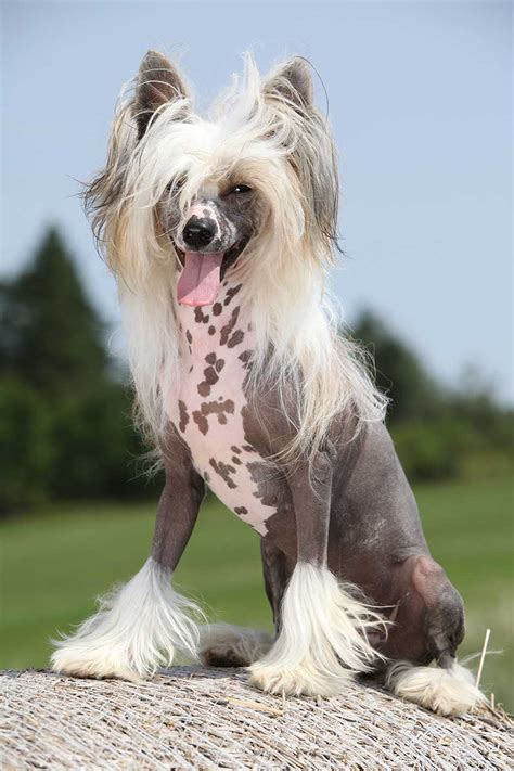 Chinese Crested Dog Breed Everything About Chinese Crested Dogs