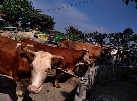 Jakarta Selatan Pastikan Awasi Hewan Qurban | Republika Online