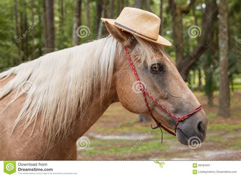 Palomino Horse Wearing Straw Hat Stock Image Image Of