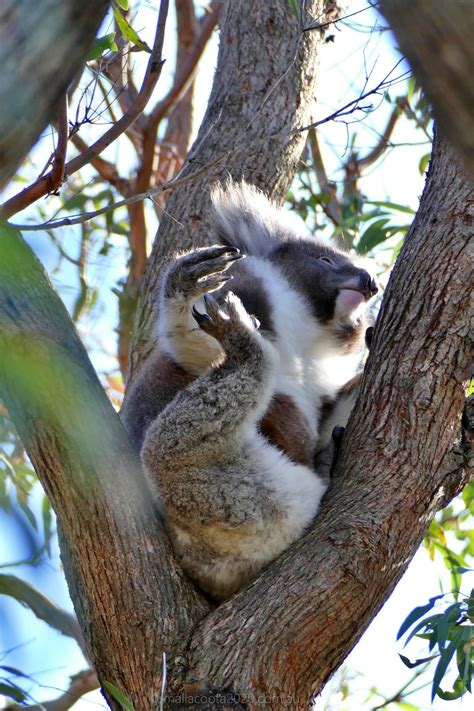 Koala Having Lunch Mallacoota 2020