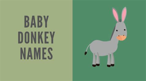 265 Donkey Names Malefemale And Funny Ideas Equine Desire