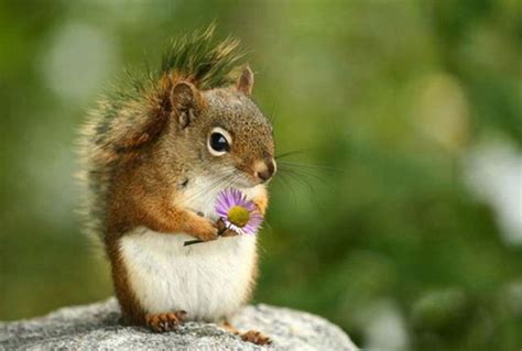 Animals Cute Flower Squirrel Sweet Image 458797 On