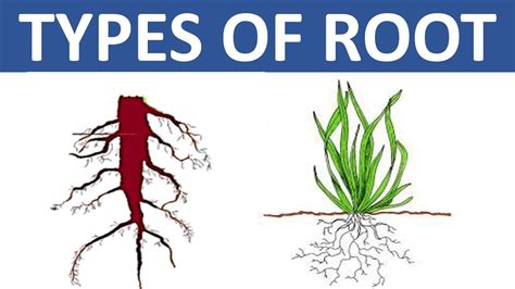 Update 145 Taproot And Fibrous Root Drawing Seven Edu Vn