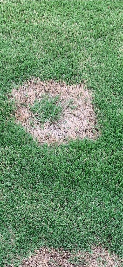 Spring Dead Spot Oklahomas 1 Turf Disease — Hall Stewart Lawn