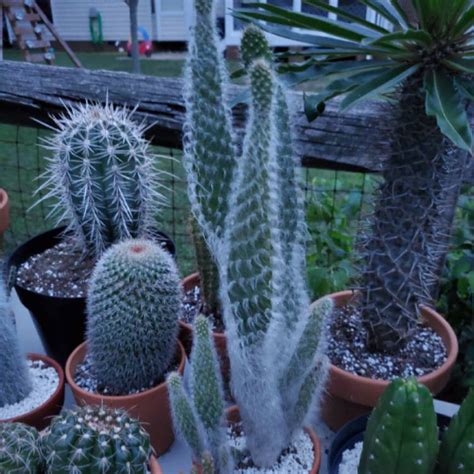 Opuntia erinacea ursine opuntia are commonly referred to as 'prickly pear' plants and are native opuntia erinacea ursine is a real must for all plant enthusiastics. Opuntia erinacea ursine, Snow Prickly Pear - uploaded by ...