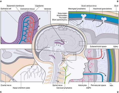 Frontiers A Brief Overview Of The Cerebrospinal Fluid System And Its