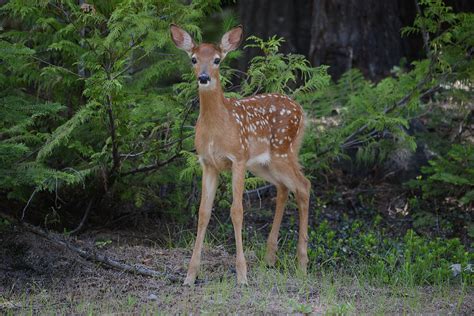 Whitetail Fawn Photograph By Whispering Peaks Photography Fine Art