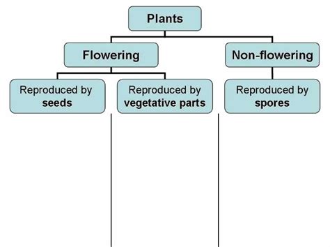 Classifying Plants An Interactive Activity