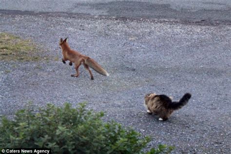Outfoxed Fearless Forest Cat Turns Guard Dog As He Chases Rival Fox