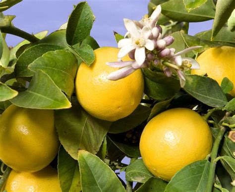 Meyer lemons are a new squeeze | The Star