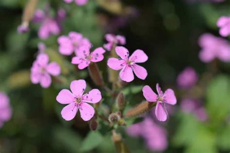 6 Different Types Of Rock Soapwort Flowers Homeporio