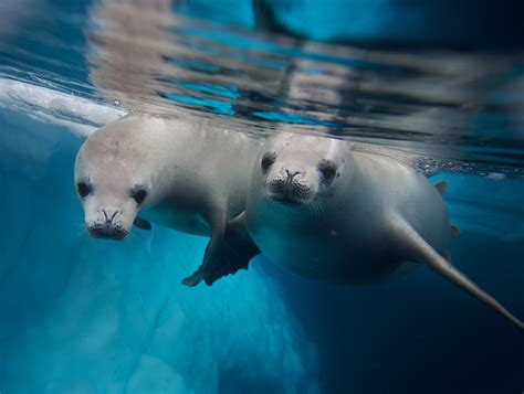 Climate Change Promotes Infectious Disease In Marine Mammals •
