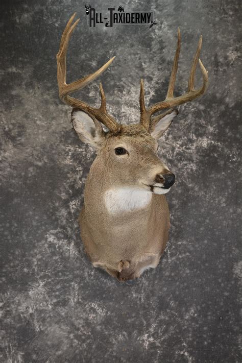 Whitetail Deer Taxidermy Shoulder Mount For Sale Sku 1908 All Taxidermy