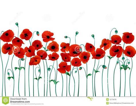 Red Poppies On A White Background With Green Stems