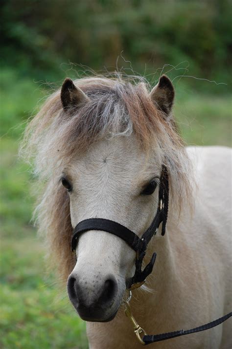 Buckskins, breeches or shoes made of buckskin. Buckskin miniatuurpaard nmprs, amha | Bokt.nl