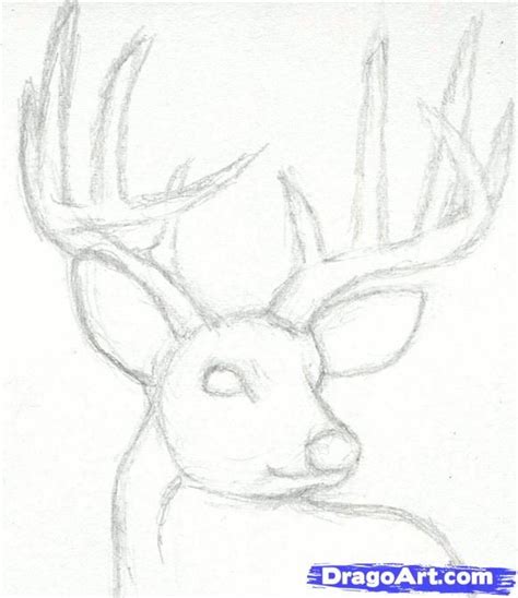 How To Draw A Deer Head Buck Dear Head Step By Step Realistic