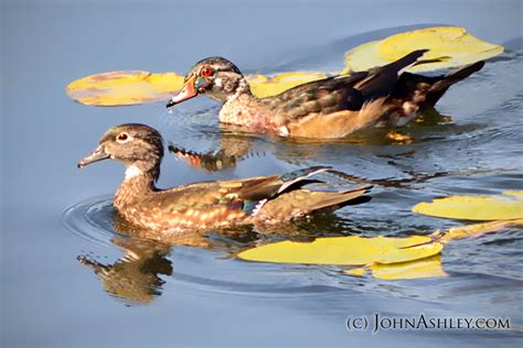 Wild And Free Montana Male Wood Ducks Dressing Up For The Big Dance
