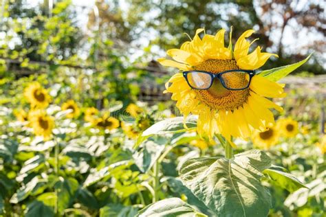Sunflower Wearing Glasses On The Flower Garden Background Stock Image Image Of Blossom