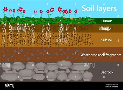 Soil Layers Diagram For Layer Of Soil Soil Layer Scheme With Grass