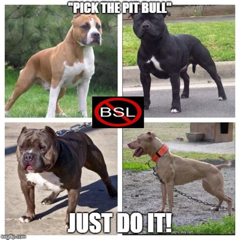 Image Tagged In Pick The Pit Bull Imgflip