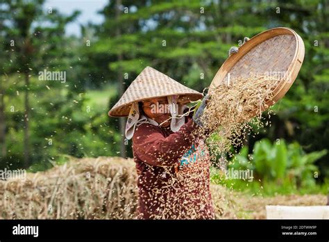 Ubud Bali Island Indonesia March 25 2017 Indonesian Farmer Woman Harvesting Winnowing