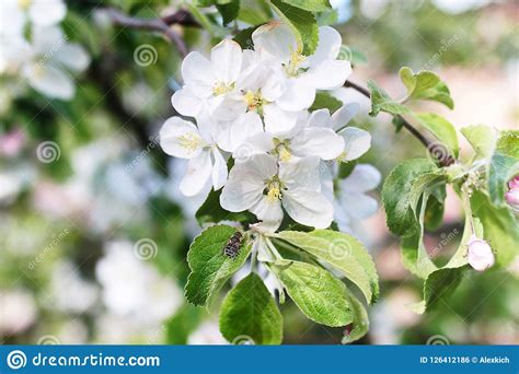 Early Spring Flowering Apple Tree With Bright White Flowers Stock Photo