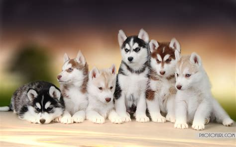 If you're looking for the best husky dog wallpaper then wallpapertag is the place to be. Free Animal Wallpapers 2013 | Free Wallpapers