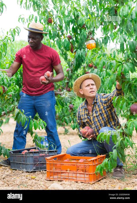 Two Men Harvest Peaches In Orchard Stock Photo Alamy