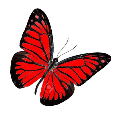 Red Butterfly Png Png Image Collection